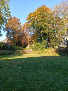 trees in autumn