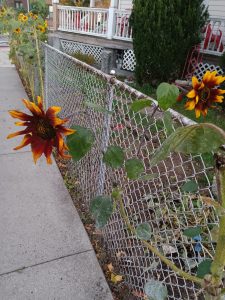 sunflower on a path sticking through a fence