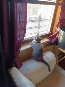 My gray cat Jules by an open window morning sun