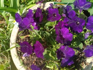 purple petunias 
