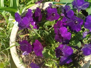 purple petunias